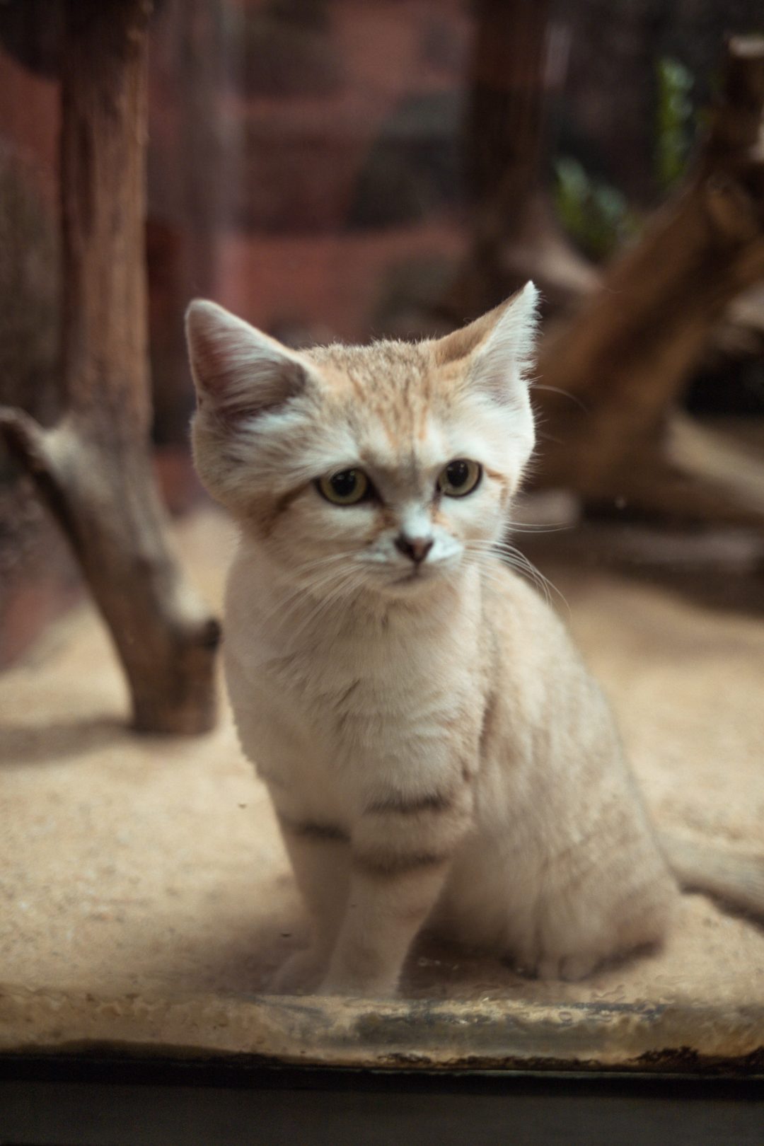 Smithsonian's National Zoo Dana Berez